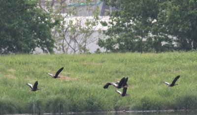 Black-bellied Whistling-Ducks