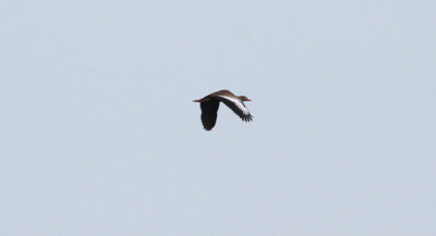 Black-bellied Whistling-Duck