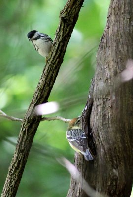 Blackpoll & Bay-breasted Warblers