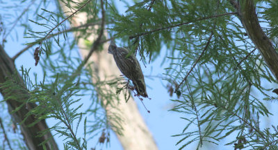 Rose-breasted Grosbeak