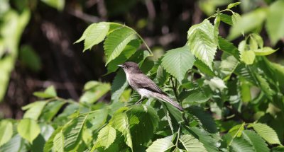 Eastern Phoebe