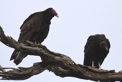 Turkey & Black Vultures