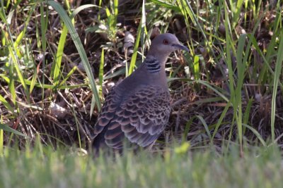 Oriental Turtle Dove
