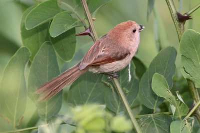 Vinous-throated Parrotbill