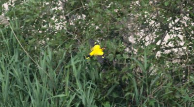 Black-naped Oriole