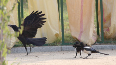 Large-billed crow