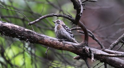 Japanese Pygmy Woodpecker