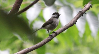 Marsh Tit