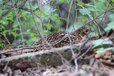 Ring-necked Pheasant