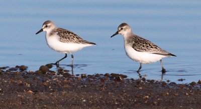 Semipalmated  Sandpipers