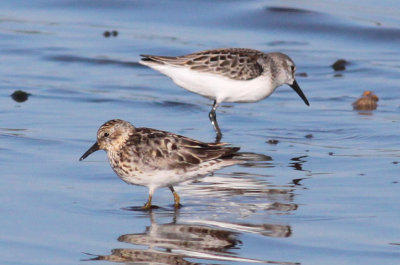 Least & Western Sandpipers