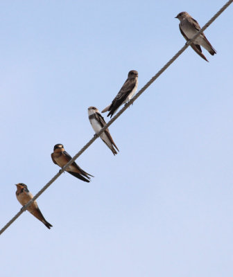 Barn, Bank, & Northern Rough-winged Swallows