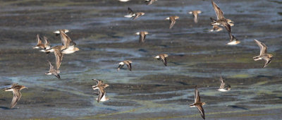 Shorebirds in flight  w/ a Bairds
