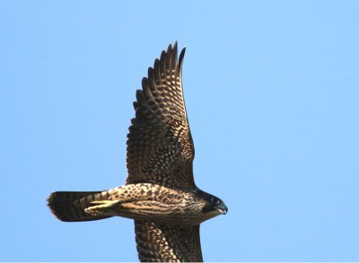 Peregrine Falcon