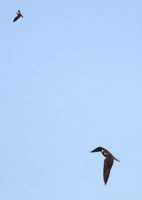 Peregrine & Least Sandpiper