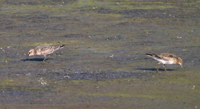 Baird's & Pectoral Sandpipers