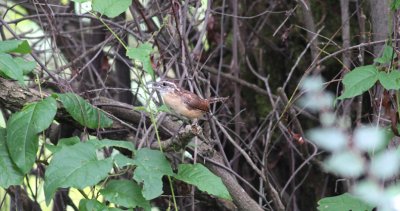 Carolina Wren