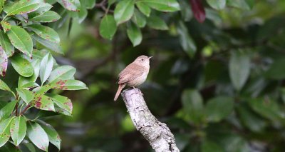 House Wren