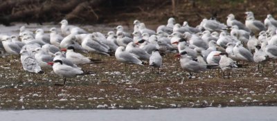 Caspian Terns & Ring-billed Gulls