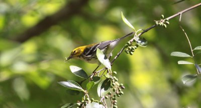 Black-throated Green Warbler