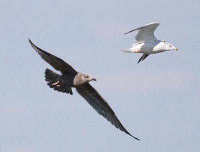 Herring & Ring-billed Gulls