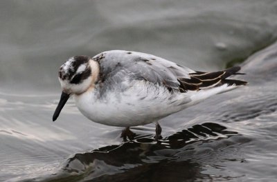 Red Phalarope