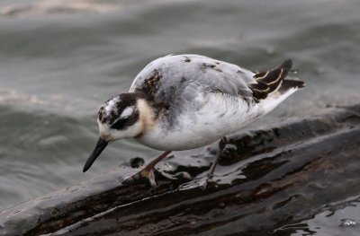 Red Phalarope