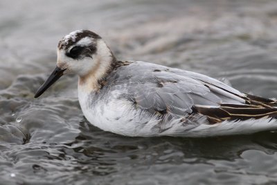 Red Phalarope