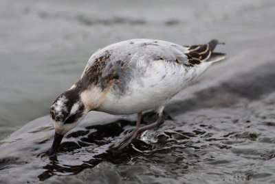 Red Phalarope