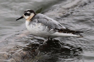 Red Phalarope