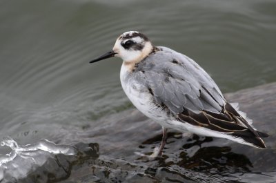 Red Phalarope