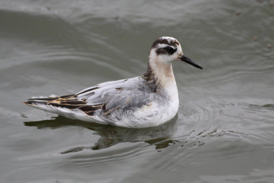 Red Phalarope