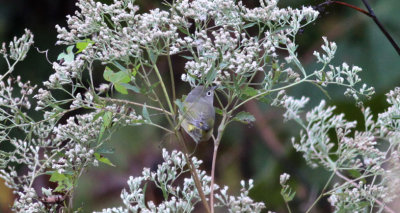 Nashville Warbler