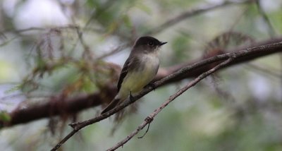 Eastern Phoebe