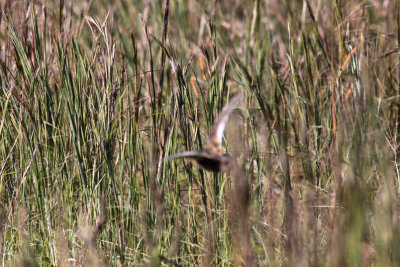 Yellow Rail