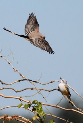 Scissor-tailed Flycatchers