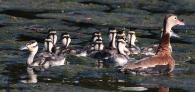 Black-bellied Whistling-Ducks