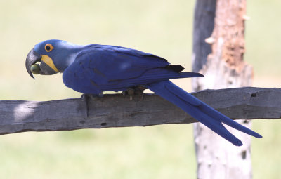 Hyacinth Macaw