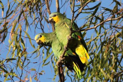 Orange-winged Parrots