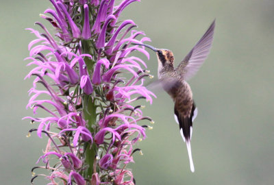 Scale-throated Hermit