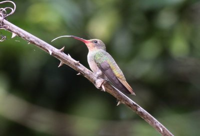 Gilded Hummingbird