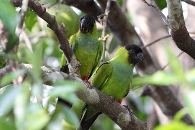 Black-hooded (Nanday)  Parakeets