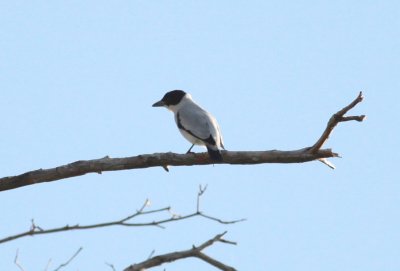 Black-crowned Tityra