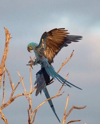 Hyacinth Macaws