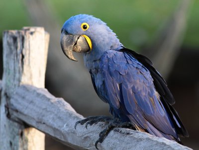 Brazil Pantanal Birding (Pousada Aguape) 2010