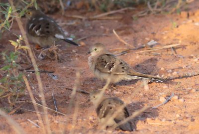 Long-tailed Ground-Doves