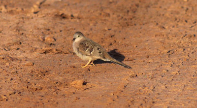 Long-tailed Ground-Dove