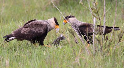 Southern Caracaras