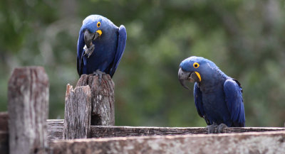 Hyacinth Macaws