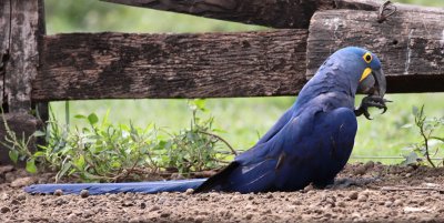 Hyacinth Macaw